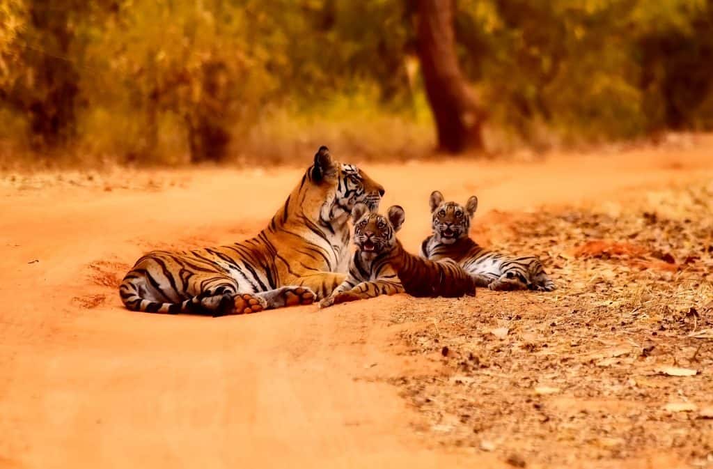 seeing tigers in India