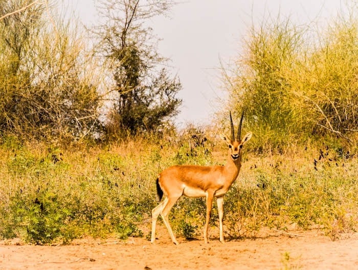Chinkara on my Rajasthan desert safari