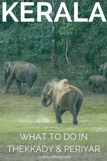 Thinking of travel in Kerala and visiting a national park? Looking to see elephants in kerala or perhaps even tigers? Check out our must know before you go guide to Periyar and Thekkady, Kerala. #kerala #india #travel #nationalparks #willdlifeinindia #indiansafari #periyar