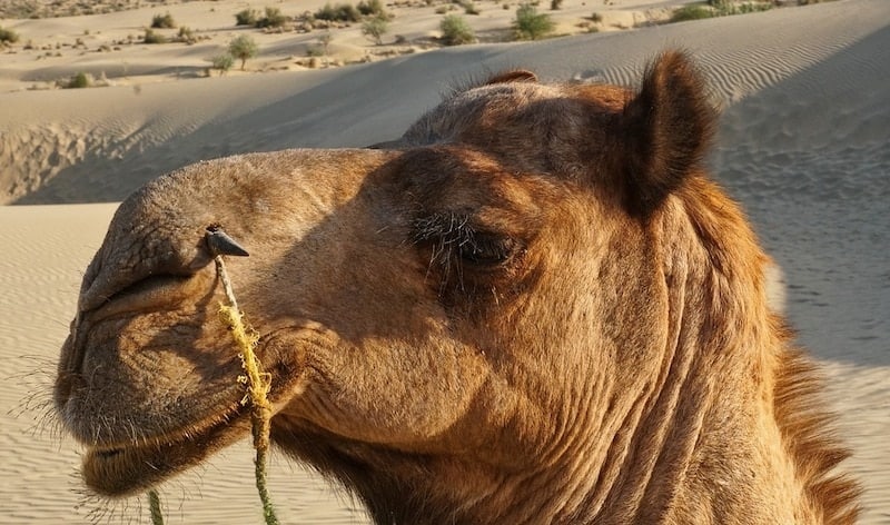 desert camel in rajasthan