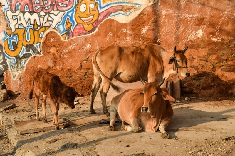 Holy cows in India