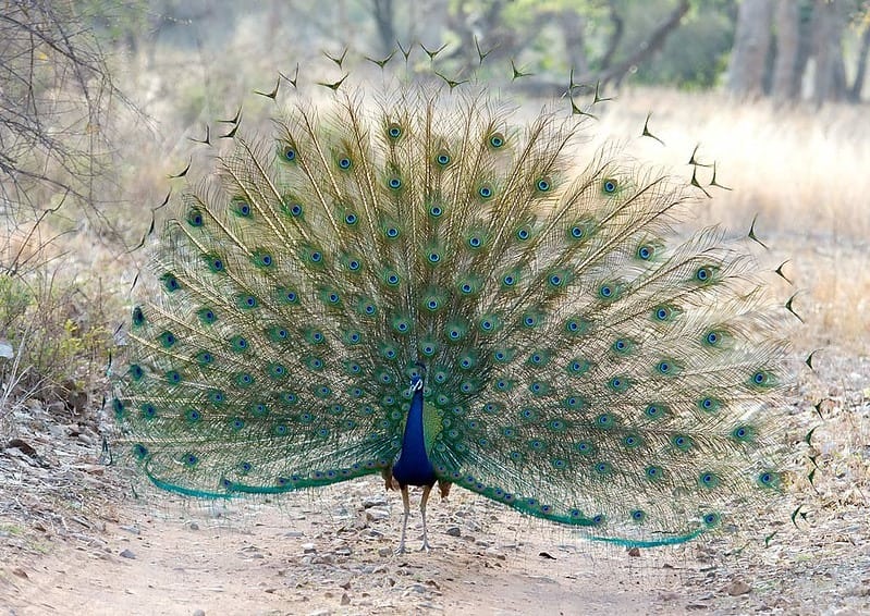 Ranthambhore National Park Peacock