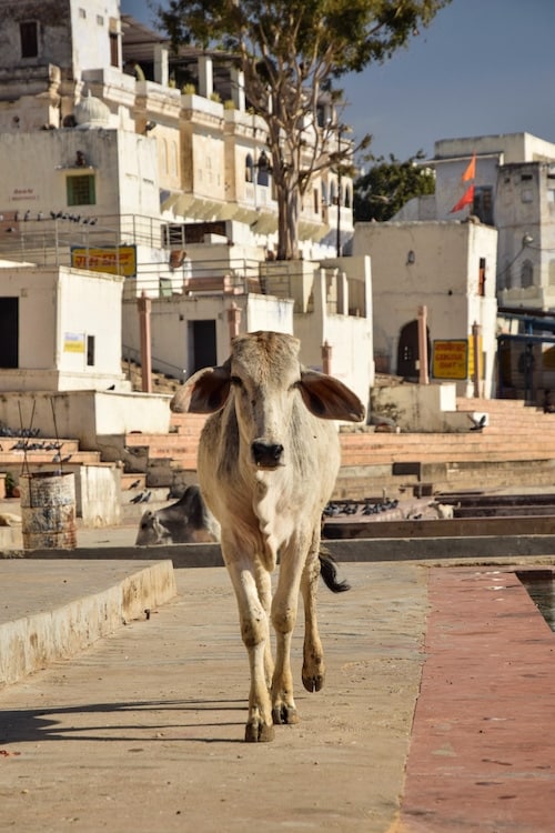 Cows by the Pushkar Lake, Rajasthan