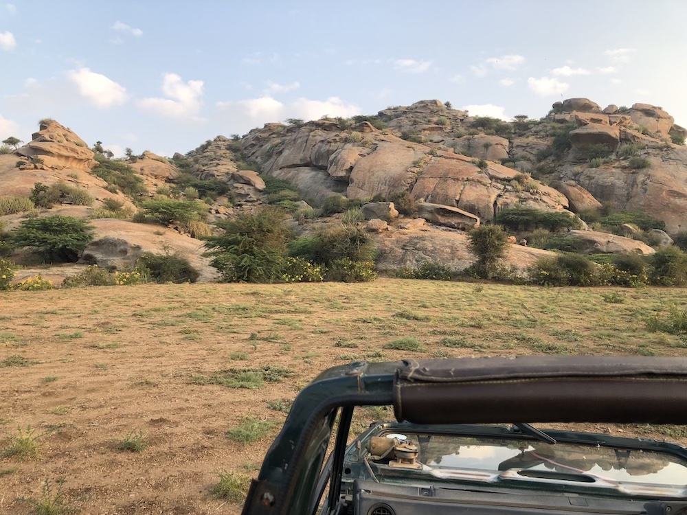 Searching for Rajasthan's Leopards - Jawai Leopard Safari Review