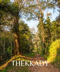 Thekkady travel guide