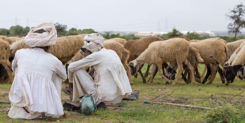 rabari herders in Kutch gujarat