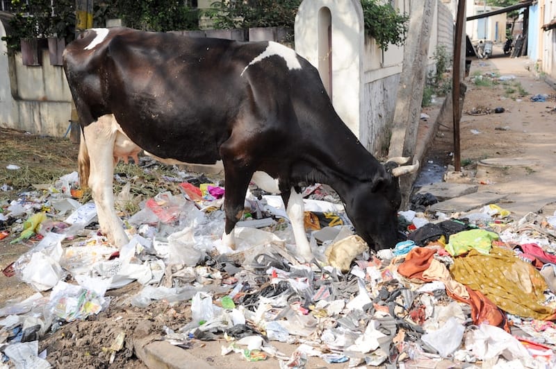 Cow eating plastic water bottles India