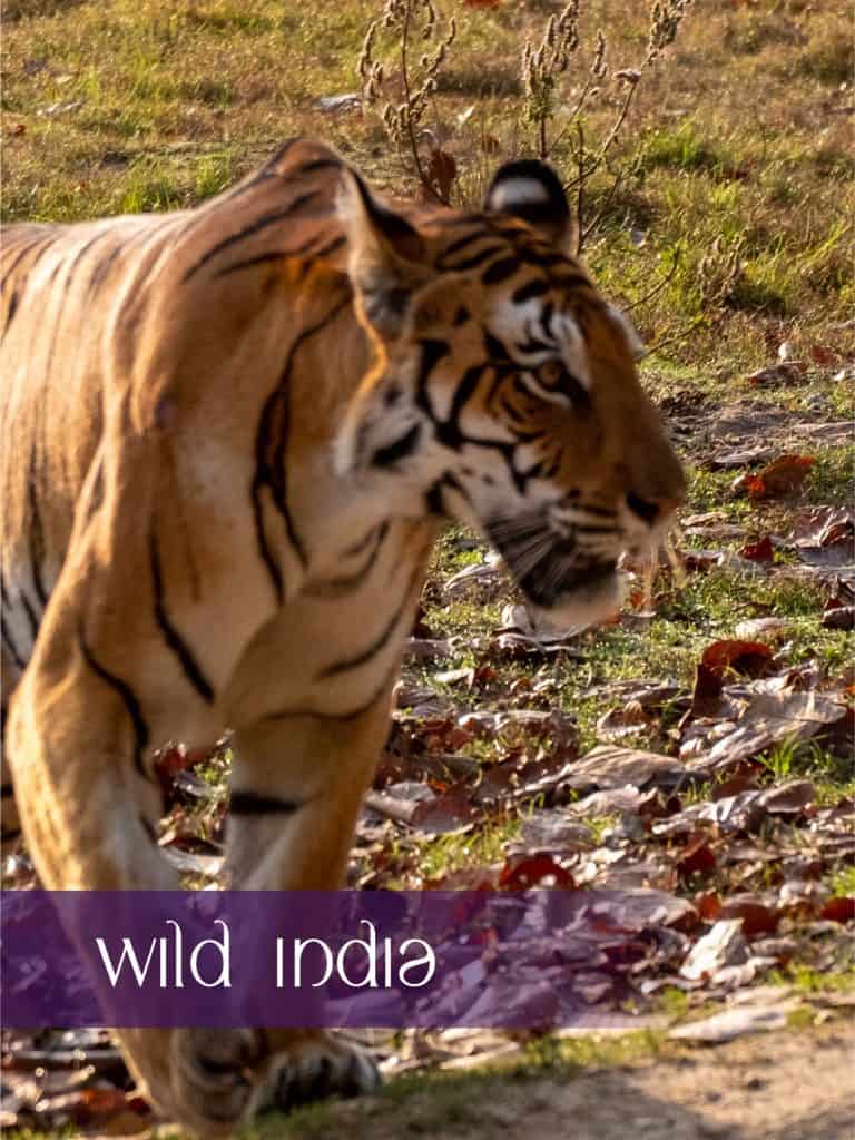 Wild India